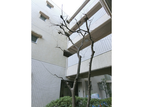 藤和シティコープ富士見台-h